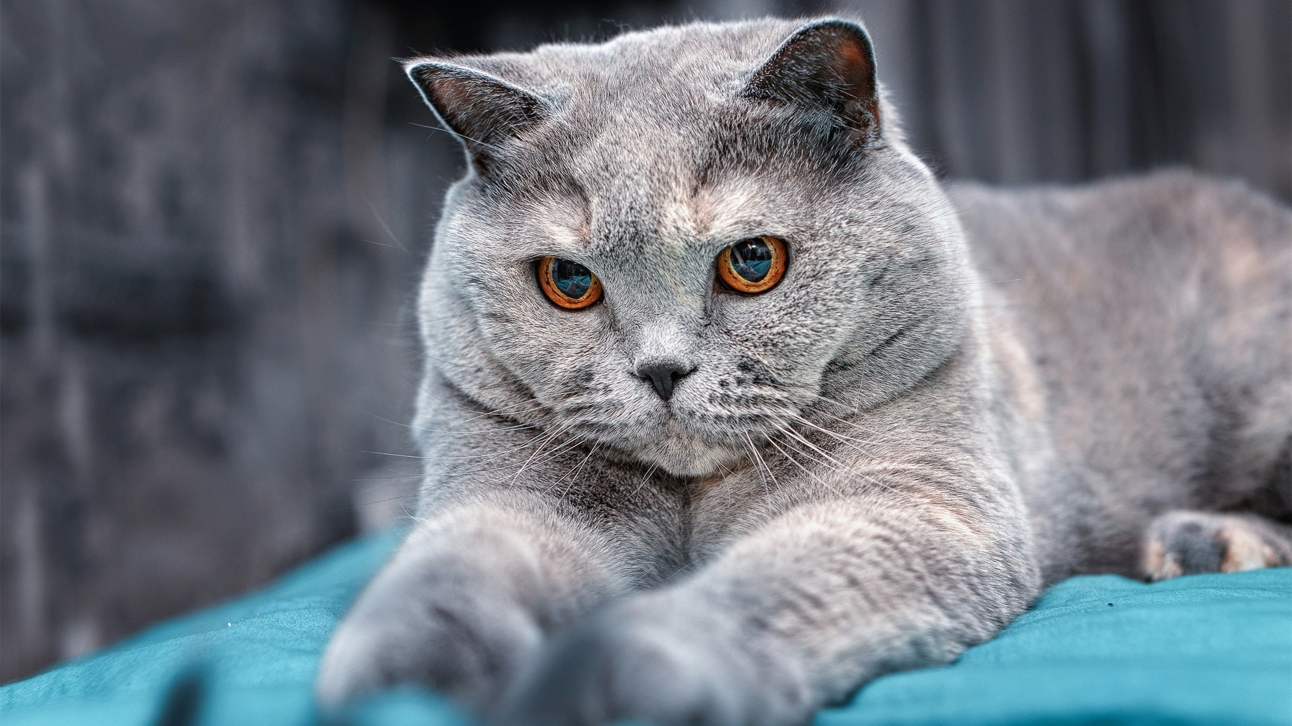 leyu.com-CBA裁判技术培训升级 保证比赛流畅度，cba裁判考试流程