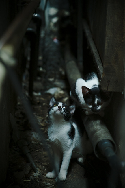 下载乐鱼体育APP-博卡青年U21小将首次亮相表现积极，博卡青年著名球员