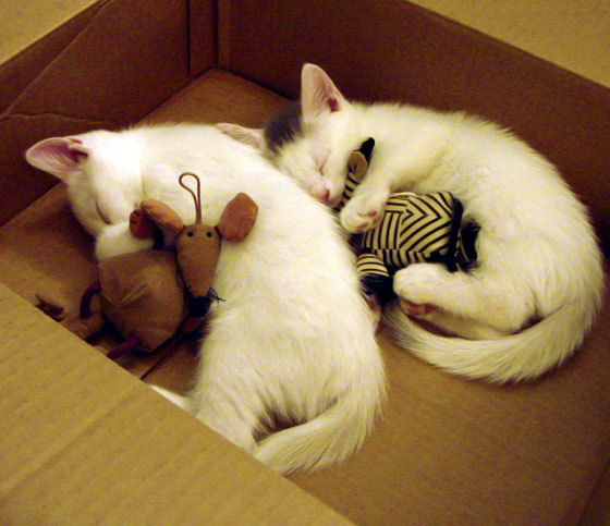 Leyu Sports (乐鱼体育)-战术调整是否及时影响比赛走势，战术性调整 表情