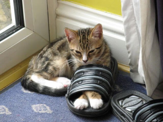 乐鱼电竞在线平台登录入口-武术套路国家队制定新周期动作训练模板，武术套路全年训练计划