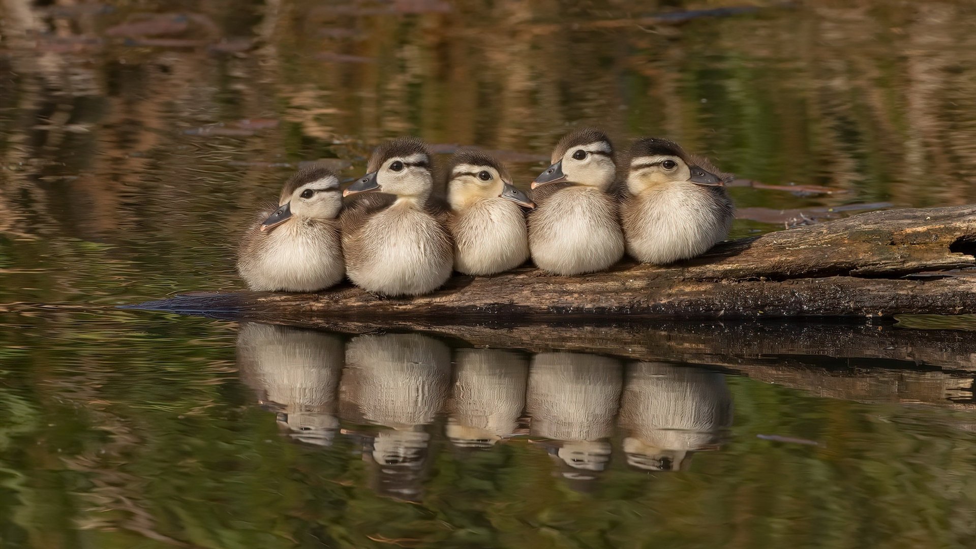 LeyuSports-马赛双中场组合稳固中路屏障，马赛联赛