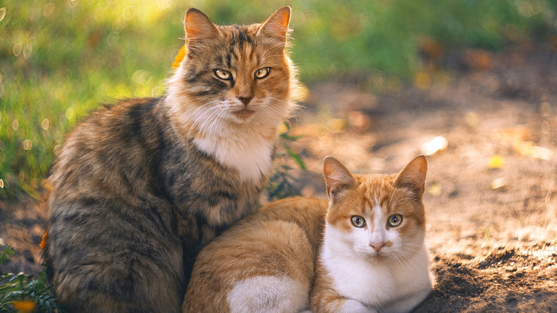 APP下载 LY Sports-乌拉圭女篮在南美锦标赛中表现卓越，迈向国际舞台光辉，乌拉圭3_0南非