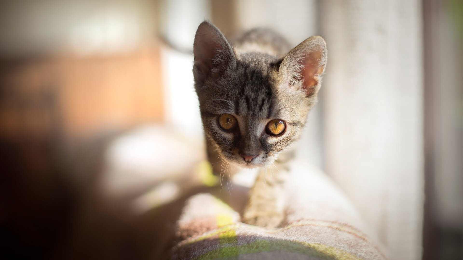 leyu乐鱼在线登录入口-乔治·巴尔：全黑队战术执行的关键球员，场上视野出色，乔治巴德优