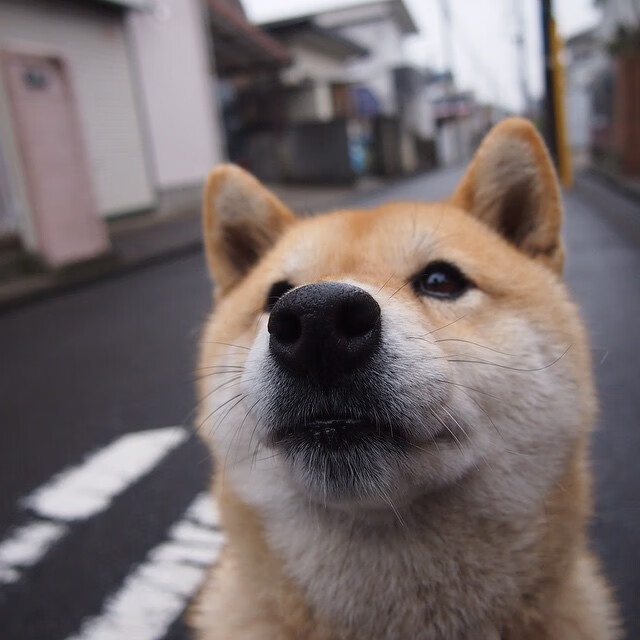 乐鱼体育APP官方下载-几内亚男篮在非洲预赛中拼搏,逐步跻身世界舞台