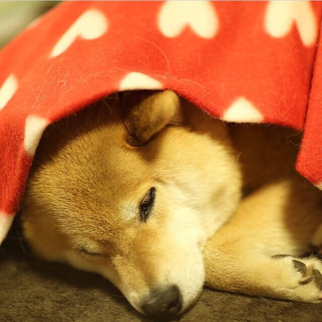 乐鱼(LEYU)体育-奥康纳的经验与技术是袋鼠队攻防转换的关键,奥康纳斯诺克简介