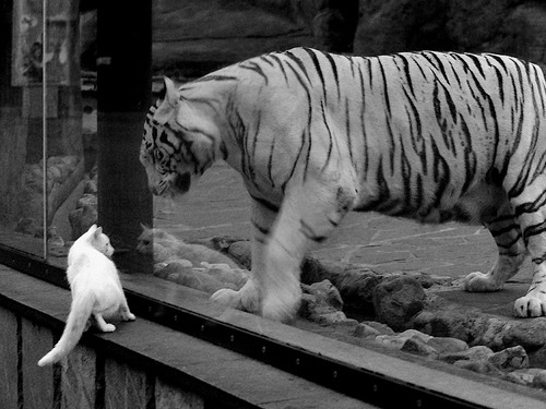 LeyuSports-德甲冠军争夺:关键战役一触即发,德甲冠军球队