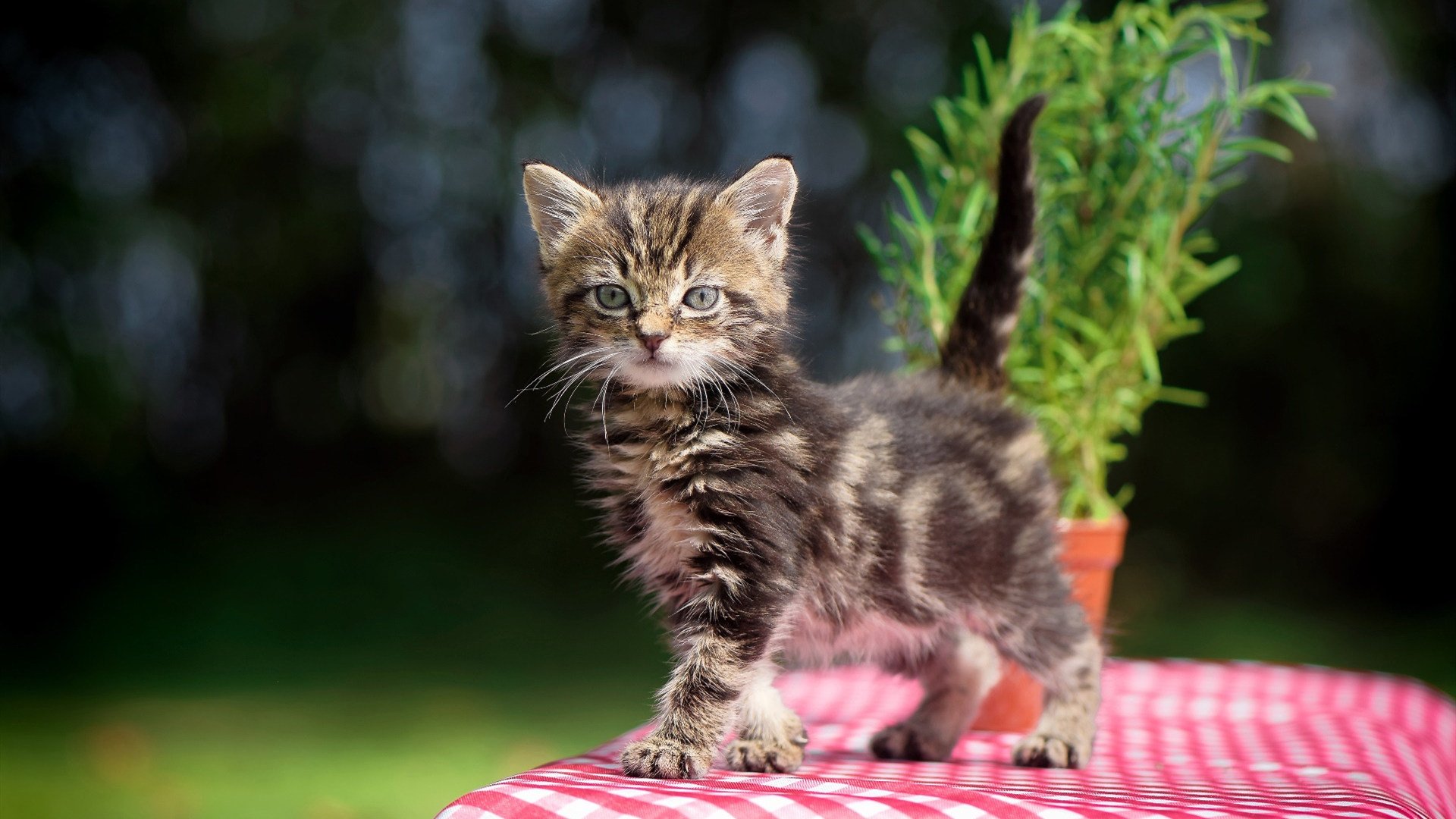 下载乐鱼体育APP-德甲激战正酣,拜仁领跑多特紧追不舍