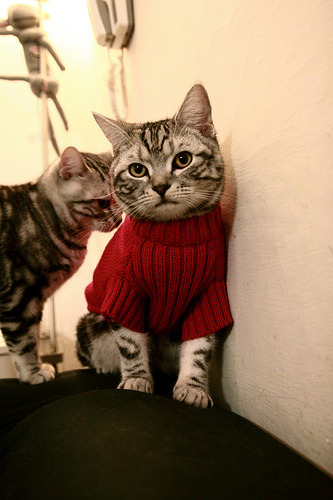 乐鱼娱乐app-意甲边路速度型球员盘点,意甲最快速度