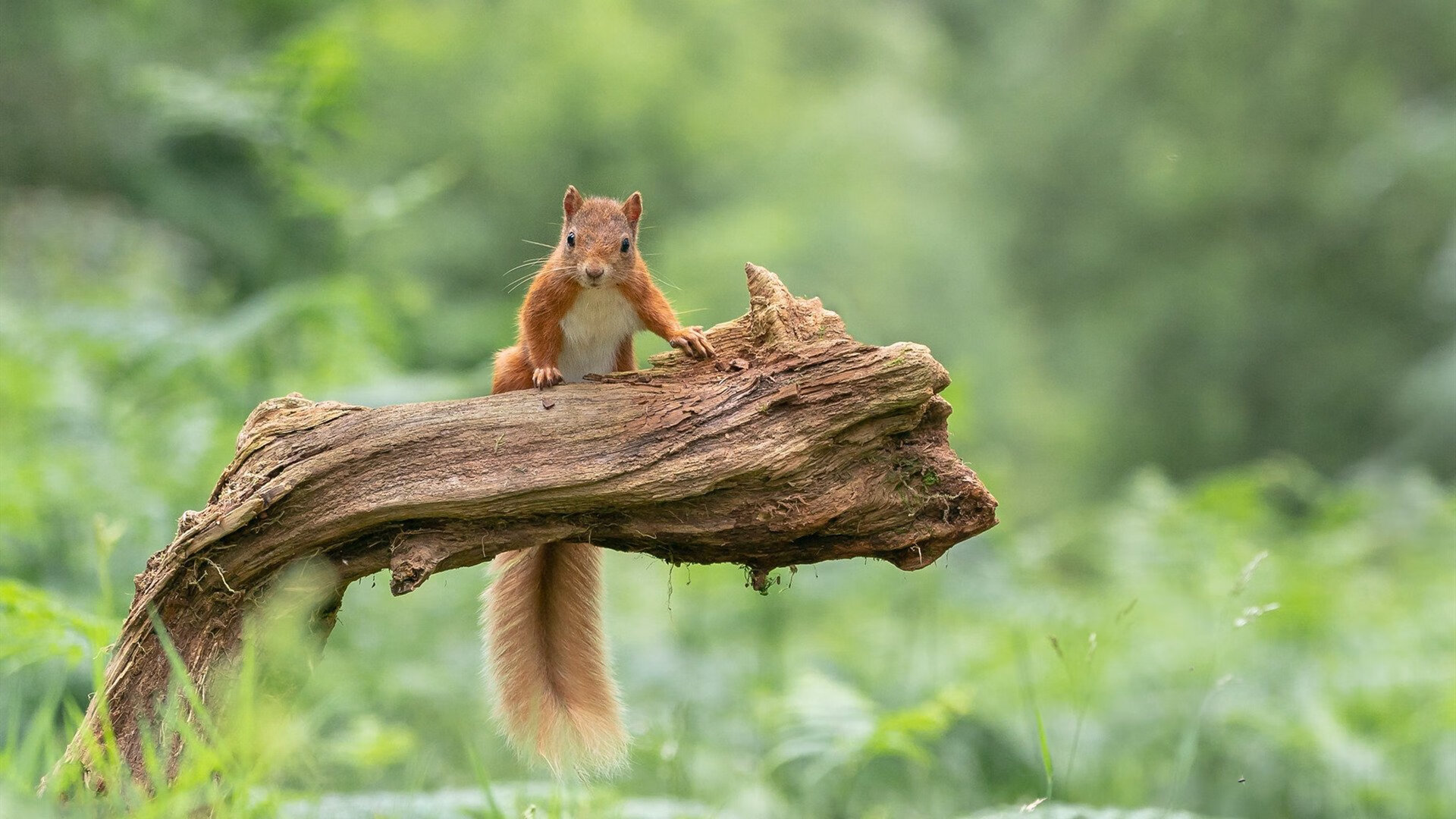 乐鱼娱乐app-意甲边路速度型球员盘点,意甲最快速度