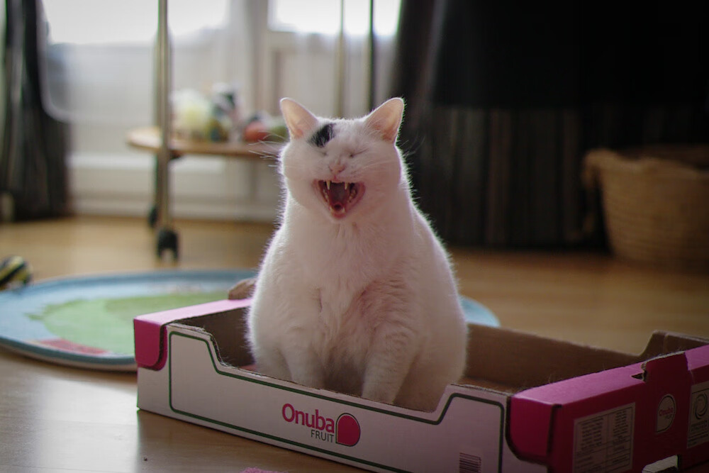 Leyu Sport登录入口-格鲁吉亚女篮在欧洲锦标赛中崭露头角,迈向国际舞台的信心倍增