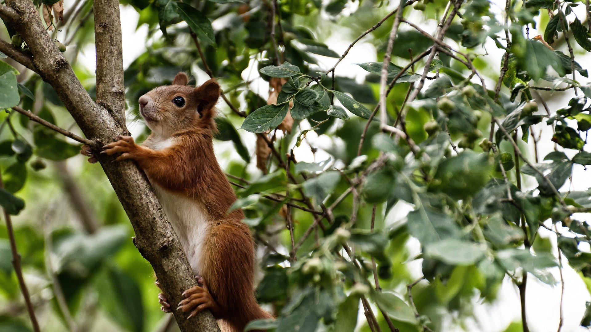 乐鱼电竞-格鲁吉亚女篮在欧洲锦标赛中精彩表现,期待突破奖牌障碍,格鲁吉亚杯篮球