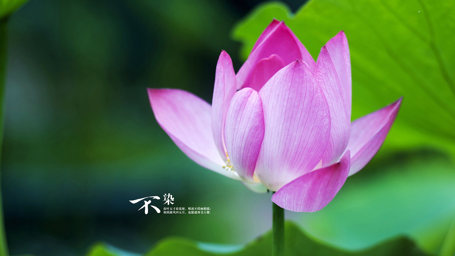 乐鱼体育平台app下载-欧洲杯之巅对决:战术创新引爆全场,欧洲杯晋级对战